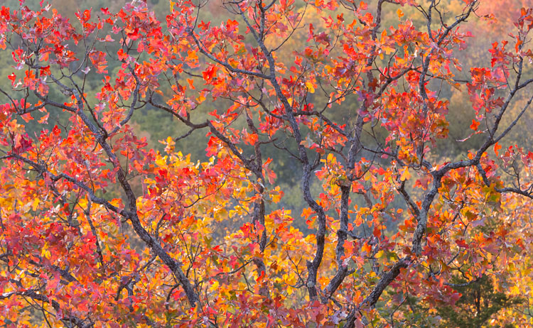 Post Oak, Fall Color