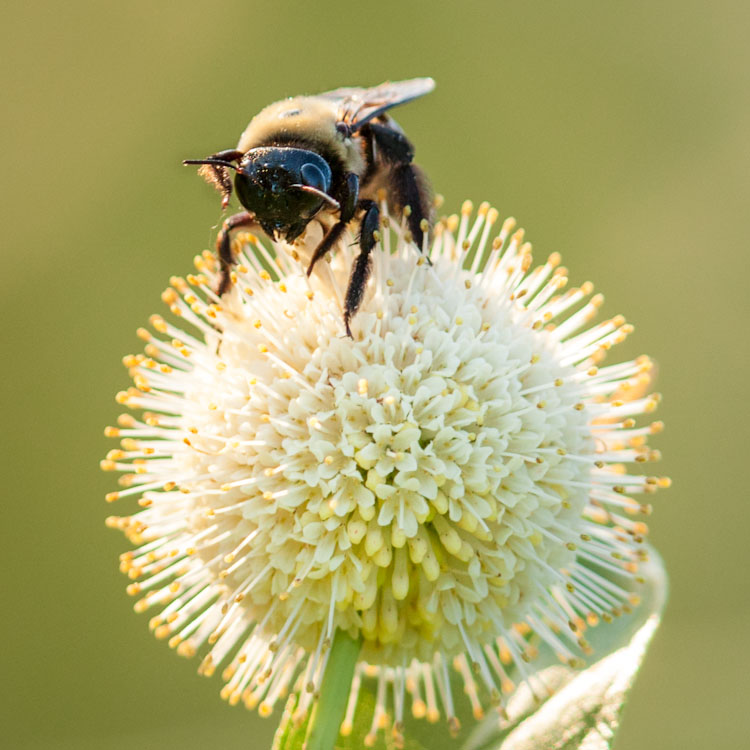 Bombus, Cephalanthus occidentalis