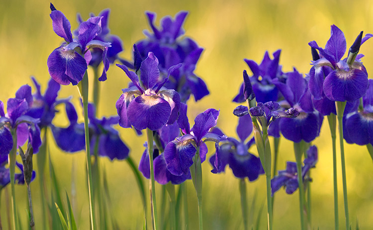 Iris sibirica