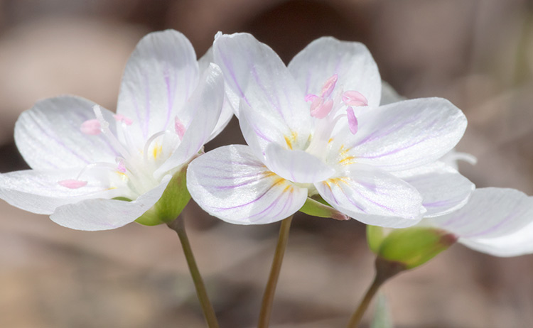 Claytonia virginica