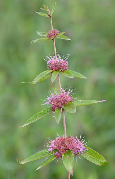 Decodon verticillatus