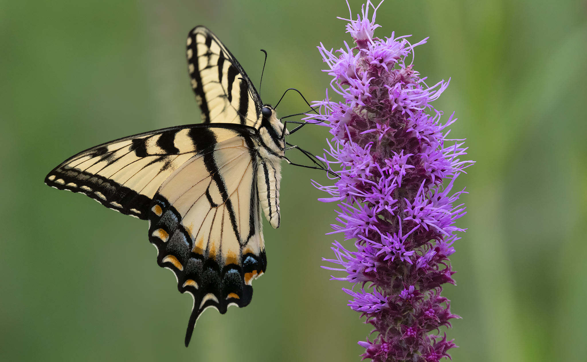 Papilio glaucus