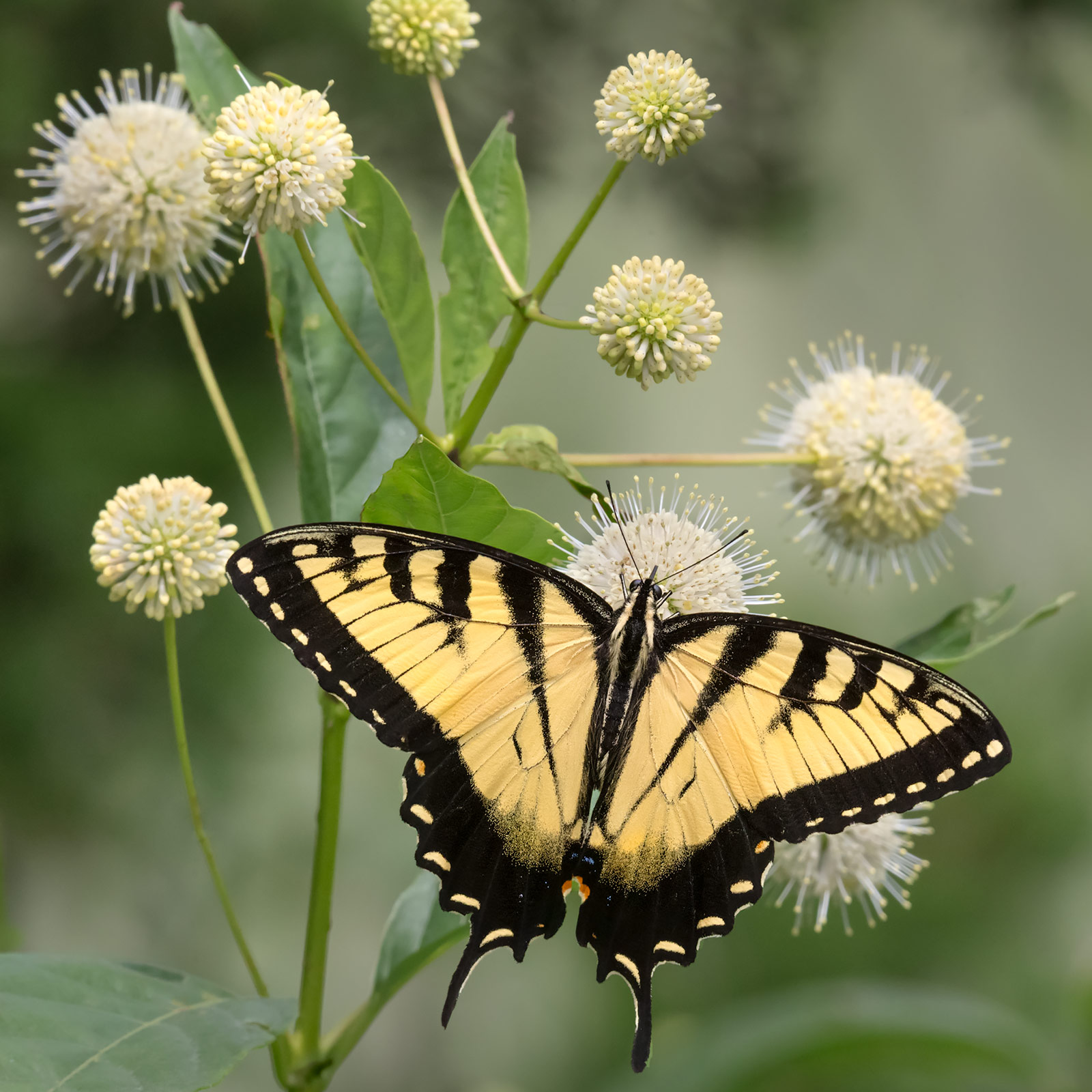 Cephalanthus occidentalis