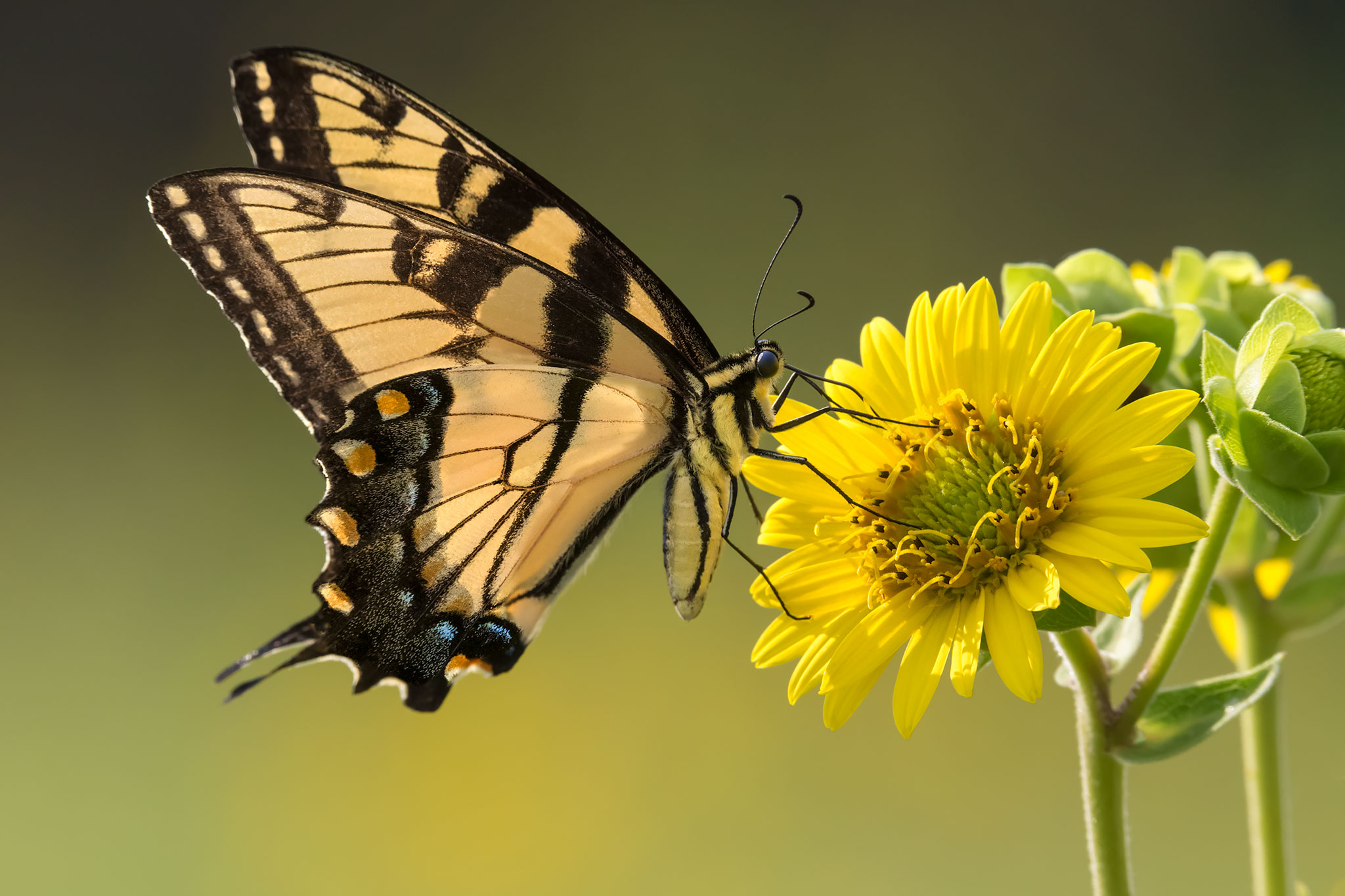 Silphium integrifolium