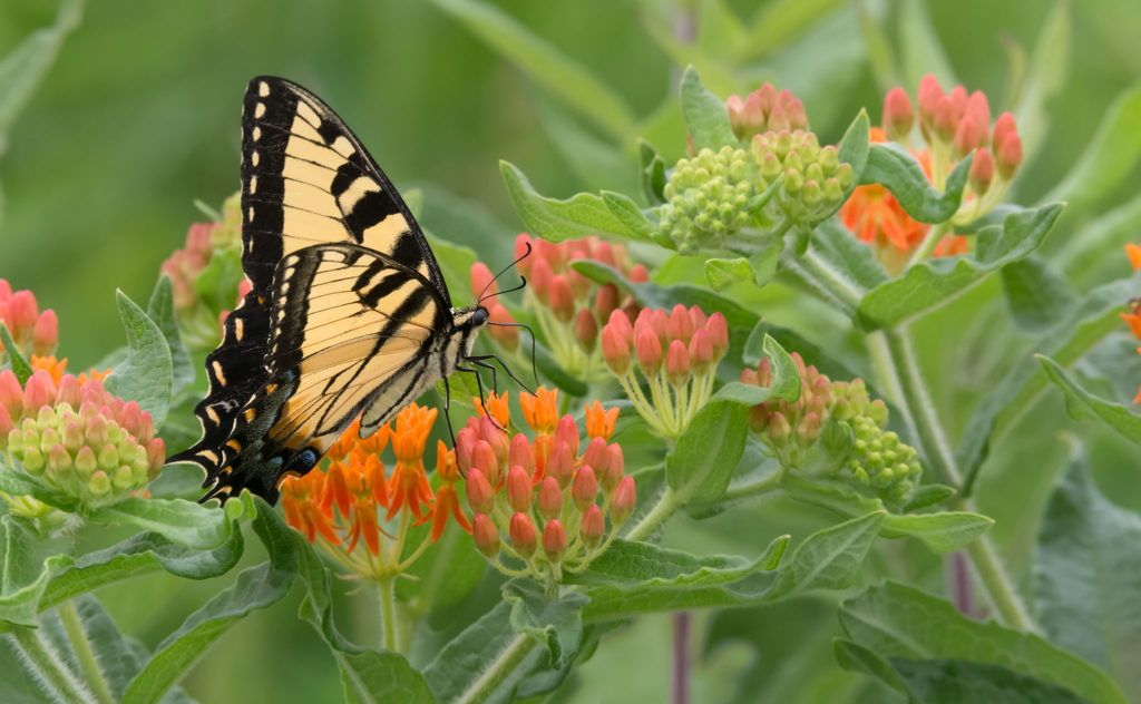 Papilio glaucus