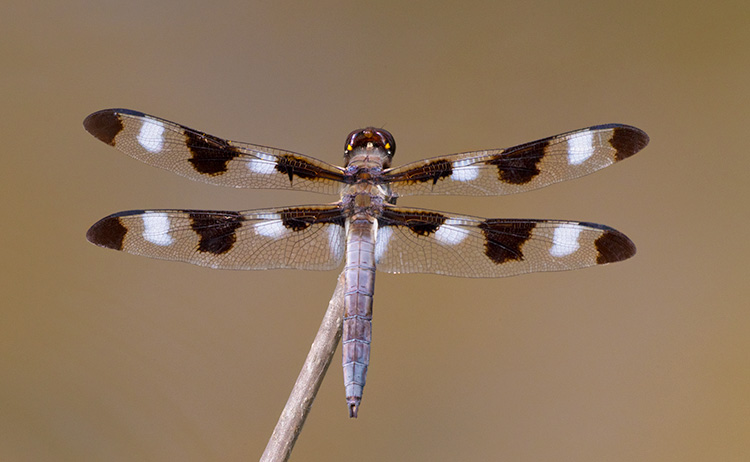 Twelve-spotted Skimmer – Prairie Garden Trust