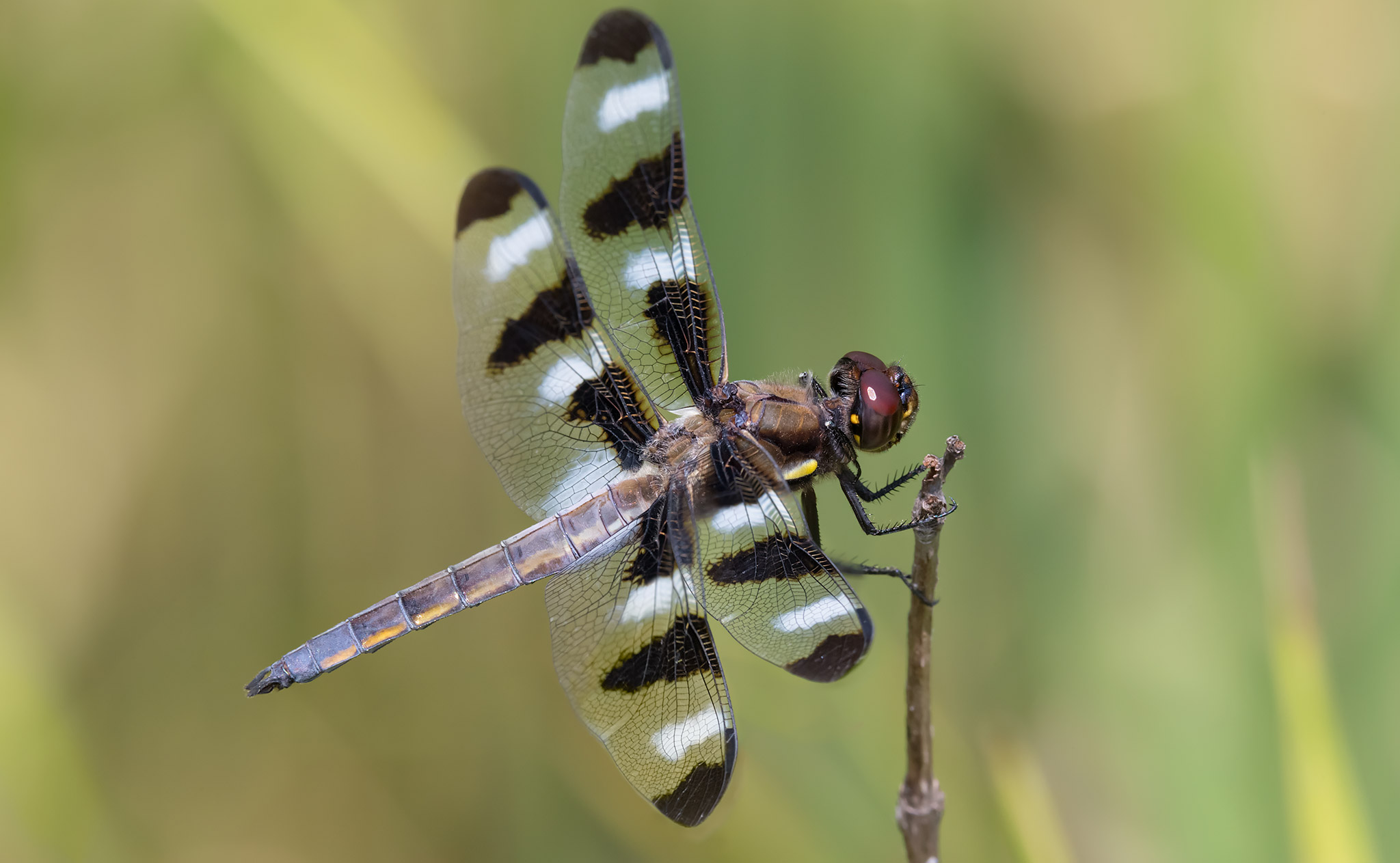 Libellula pulchella