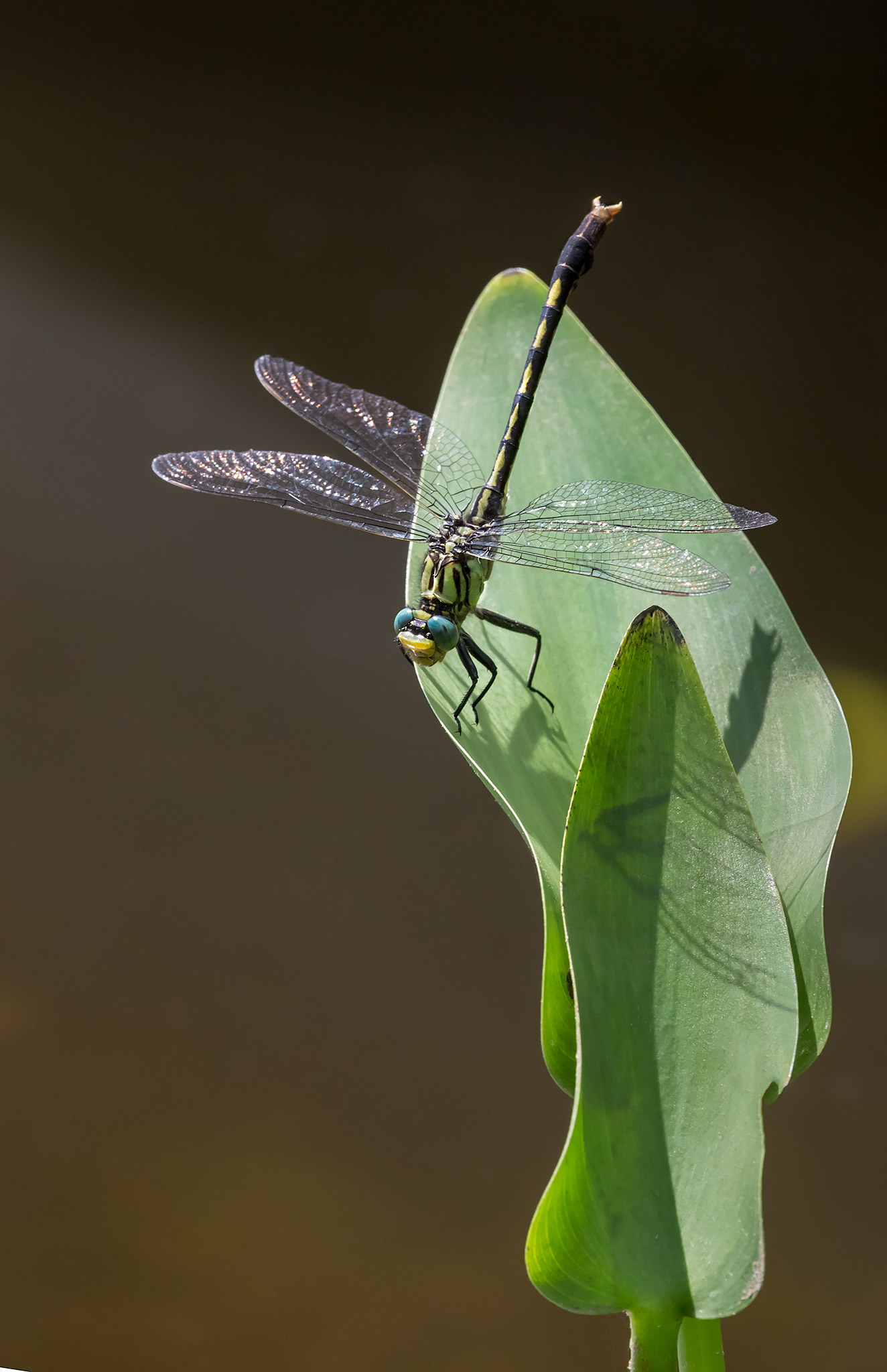 Arigomphus villosipes