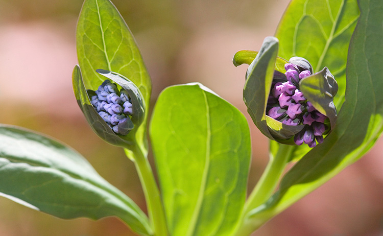 Mertensia virginica