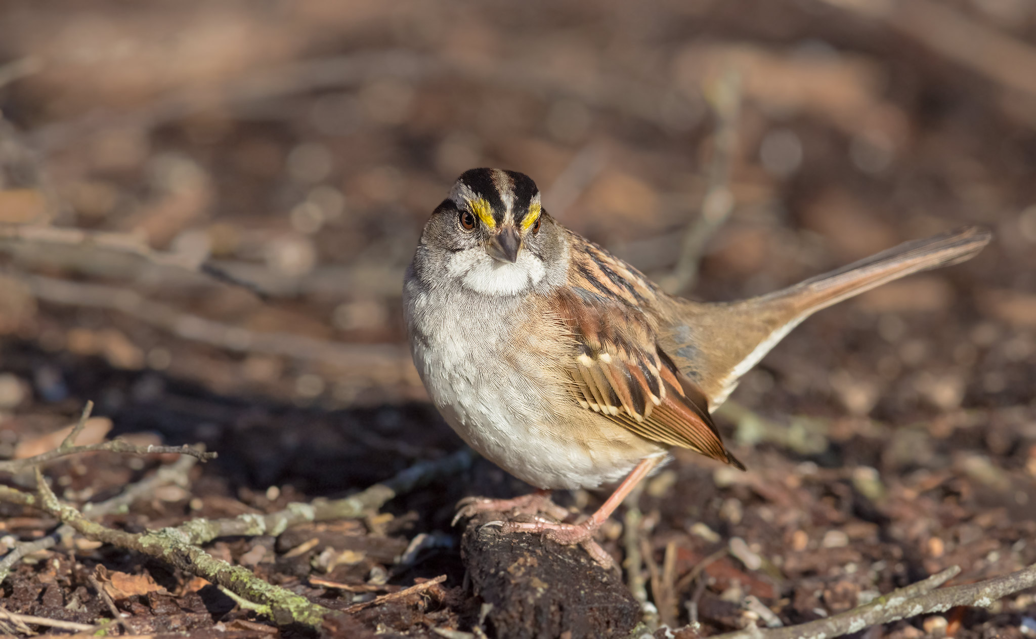 the sparrow