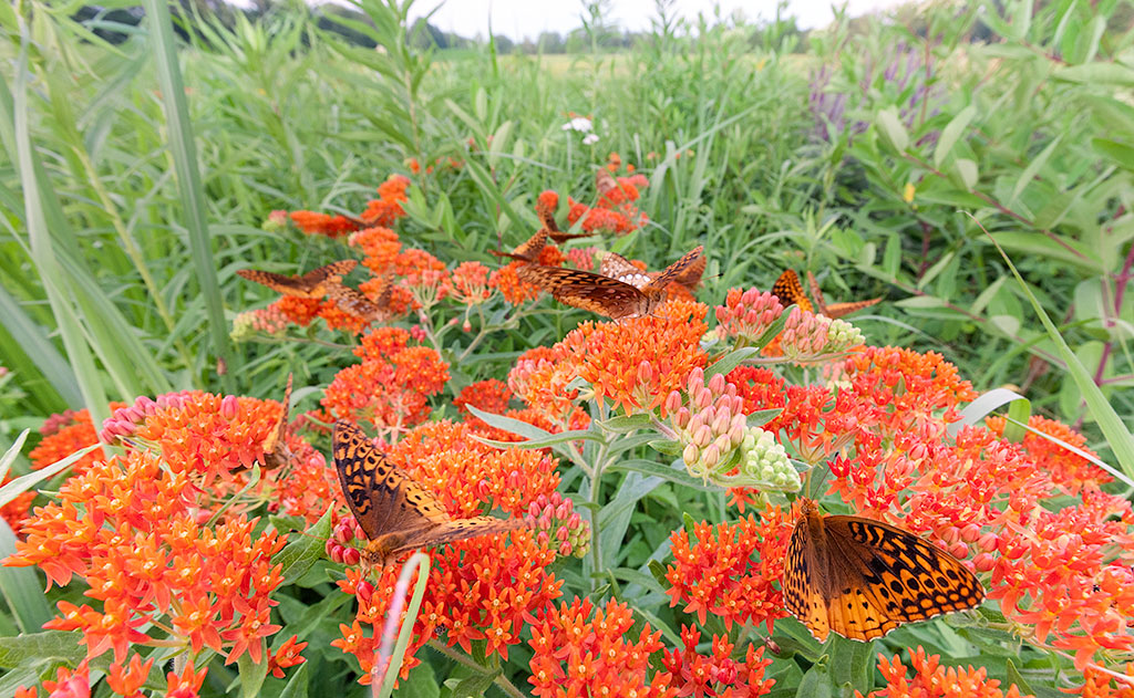 Asclepias tuberosa