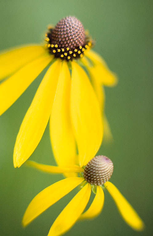 Ratibida pinnata