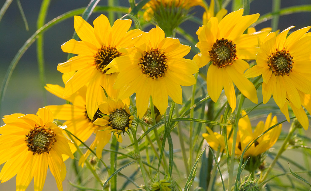 Helianthus maximiliani