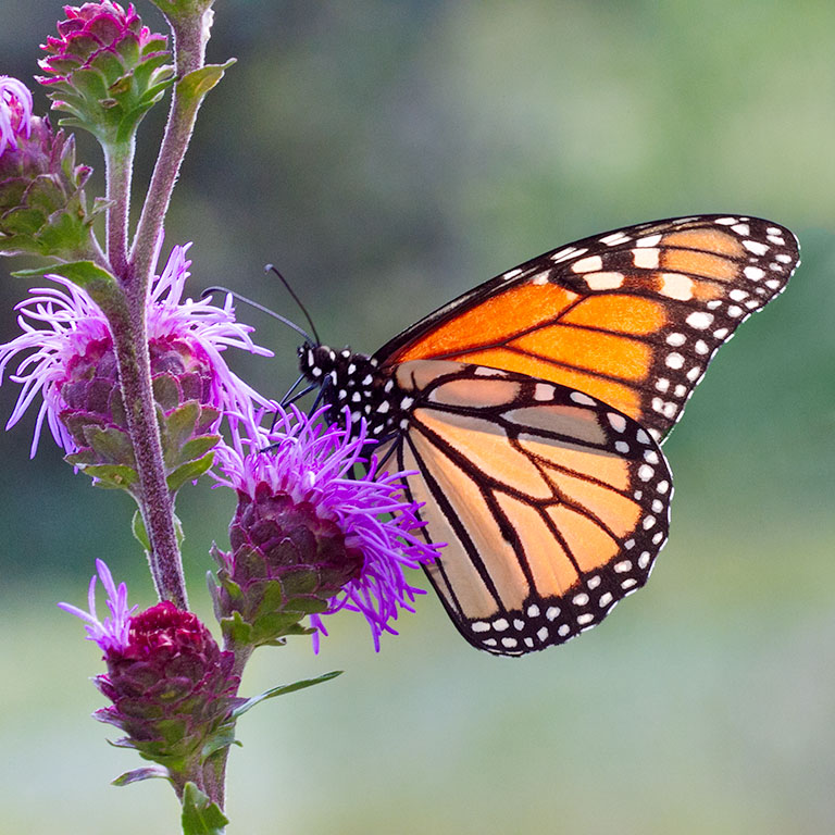 Danaus plexippus