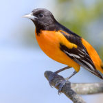 Thumbnail of http://Baltimore%20Oriole