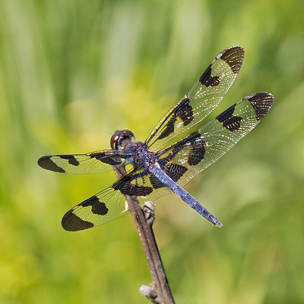 Banded Pennant DragonflyPennant Dragonfly