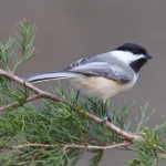 Thumbnail of http://Black%20capped%20Chickadee