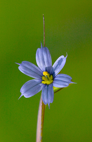 Blue-eyed Star Grass