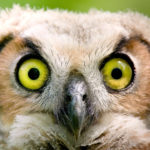 Thumbnail of http://Great%20Horned%20Owl%20Chick