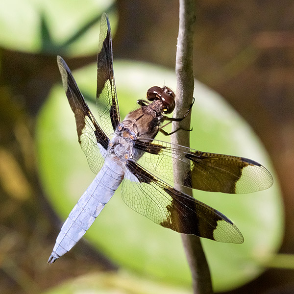 Long-tailed Skimmer