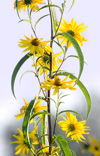 Maximilian Sunflower