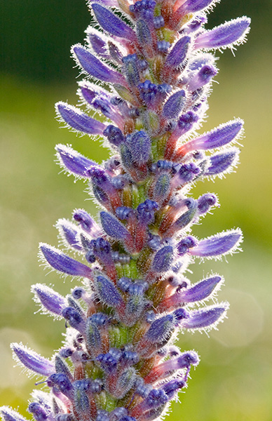 PIckerelweed