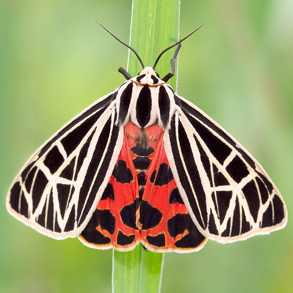 Virgin Tiger Moth
