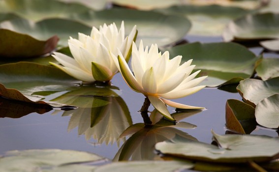 Water Lilly