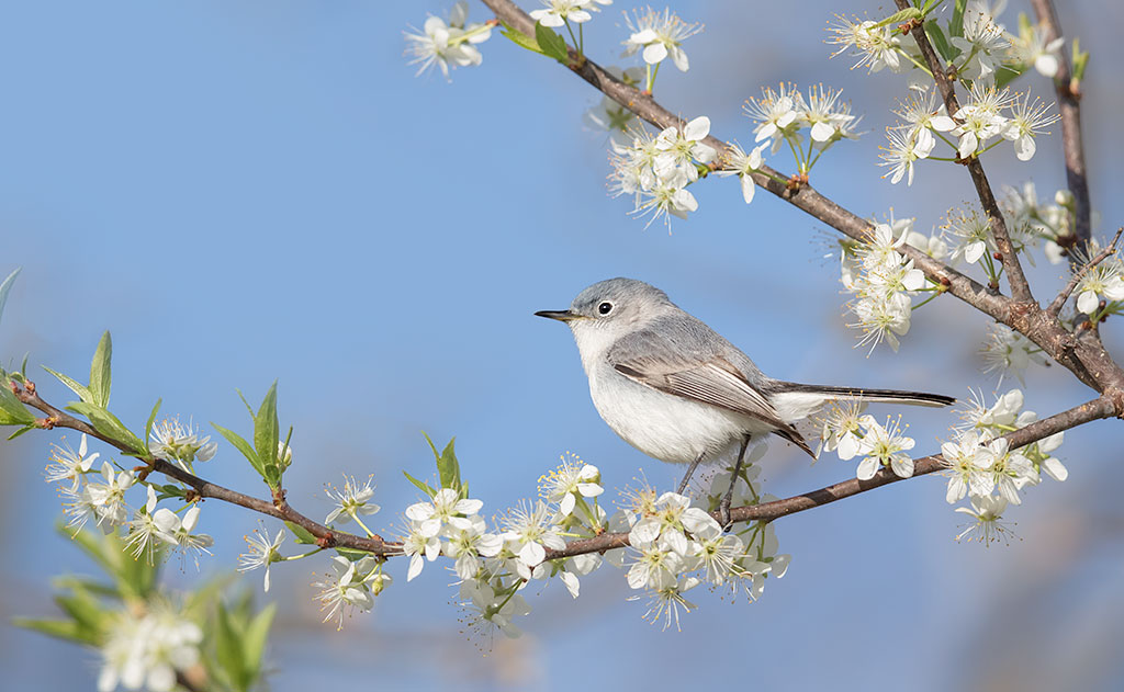 Blue-gray Gnatcatcher  Blue gray gnatcatcher, Backyard birds