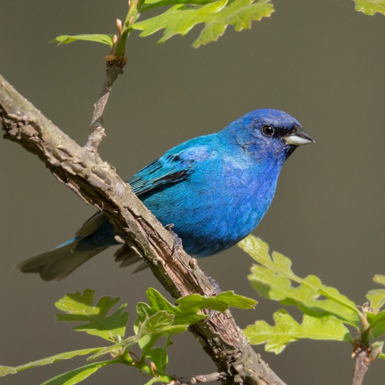 Indigo Bunting – Prairie Garden Trust