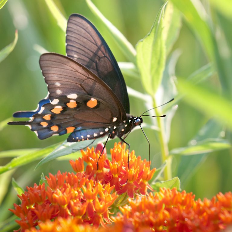 Pipevine Swallowtail – Prairie Garden Trust