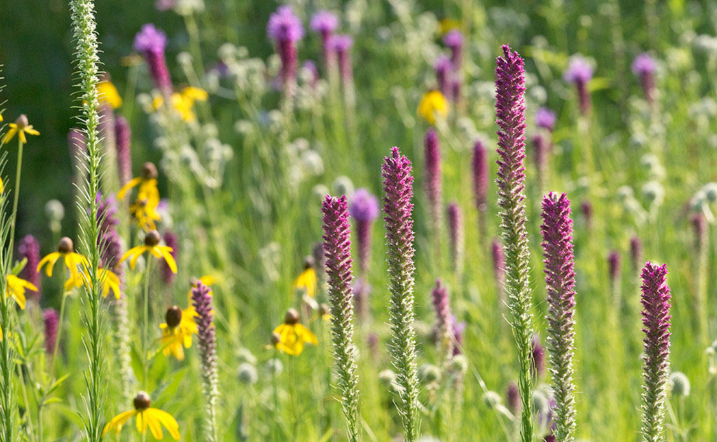 Blazing Star - dotted blazing star (Liatris punctata) - Blackfoot Native ... / Unfortunately, blazing star is also a favorite meal for rabbits and deer, so plan accordingly.