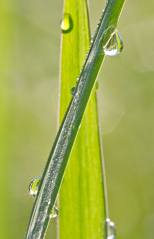 Prairie Grass Dew - Prairie Garden Trust