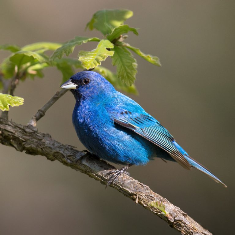 Indigo Bunting - Prairie Garden Trust