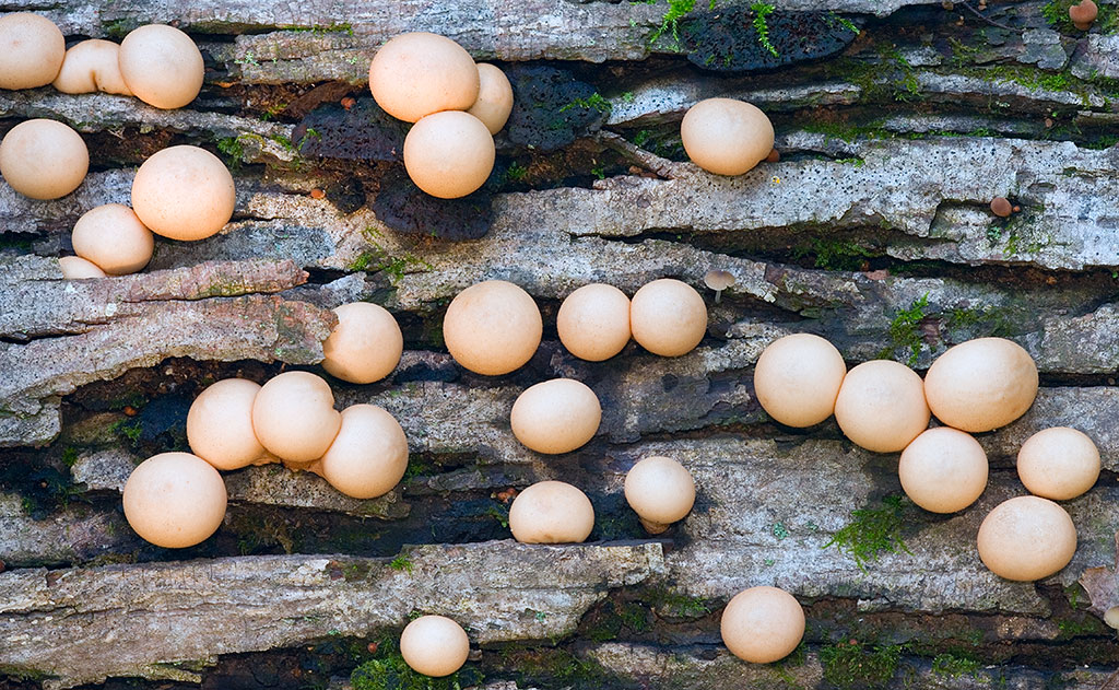 Puffball Mushrooms – Prairie Garden Trust