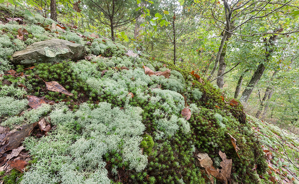 Lichen - Reindeer Moss