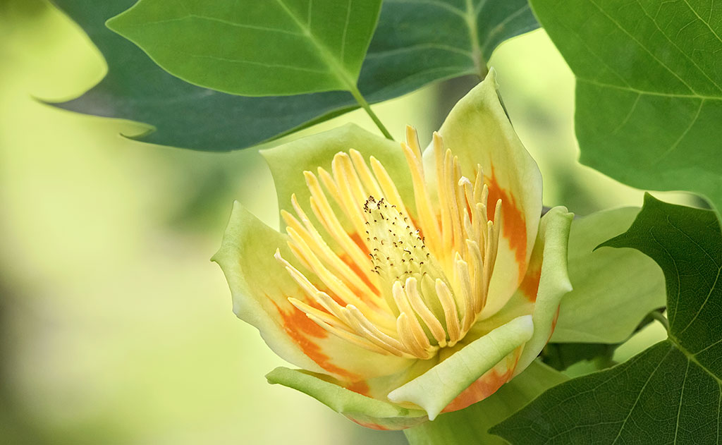 Tulip Poplar Prairie Garden Trust