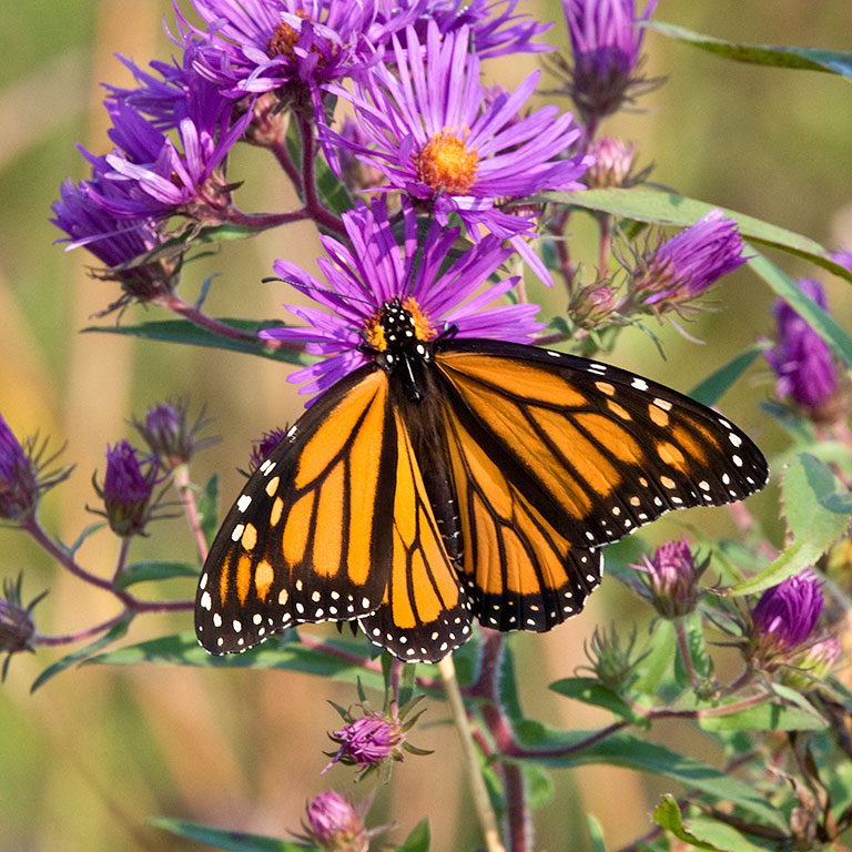 Monarch Butterfly Prairie Garden Trust