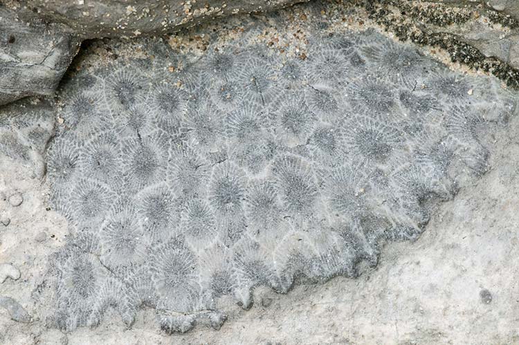 Fossil Devonian coral