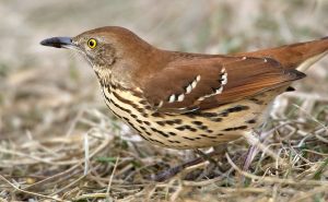 Brown Thrasher - Prairie Garden Trust