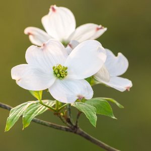 Flowering Dogwood - Prairie Garden Trust